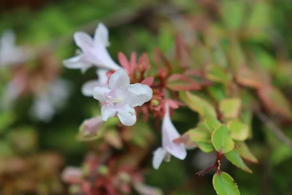 Rosa Och Vita Blommor — Stockfoto