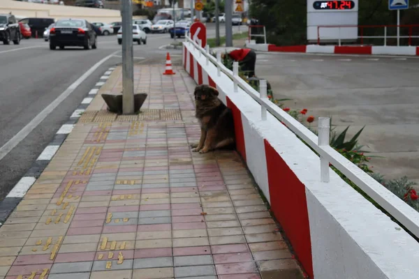 Chien Errant Sur Trottoir — Photo