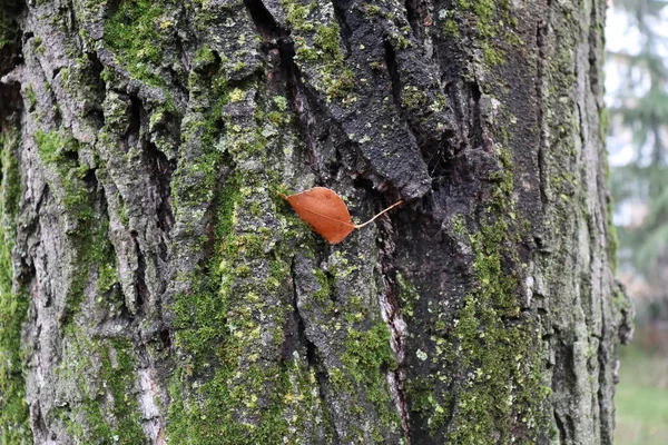 red tree trunk with moss