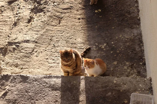 Gatinhos Rua Sentados Nas Escadas — Fotografia de Stock