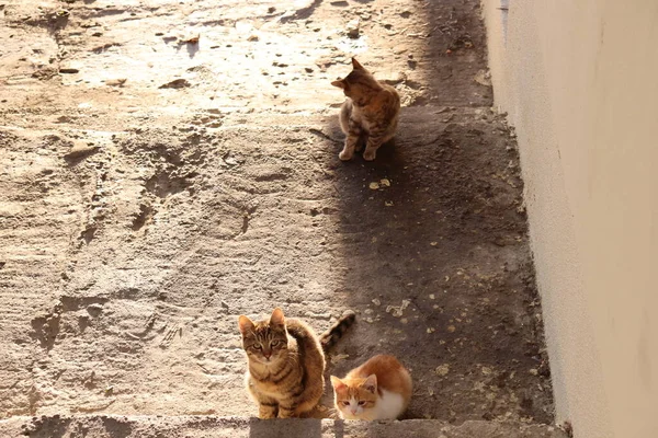 Straatkittens Zittend Trap — Stockfoto