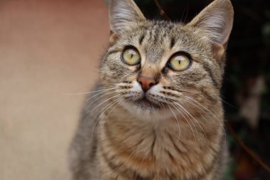 Bir kedinin portresi