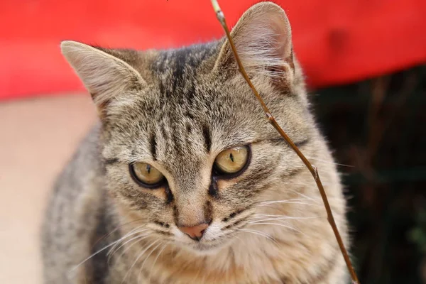 Retrato Gato —  Fotos de Stock