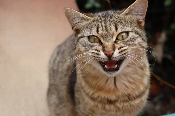 Porträt Einer Katze — Stockfoto