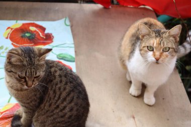 Sonbahar bahçesindeki kediler