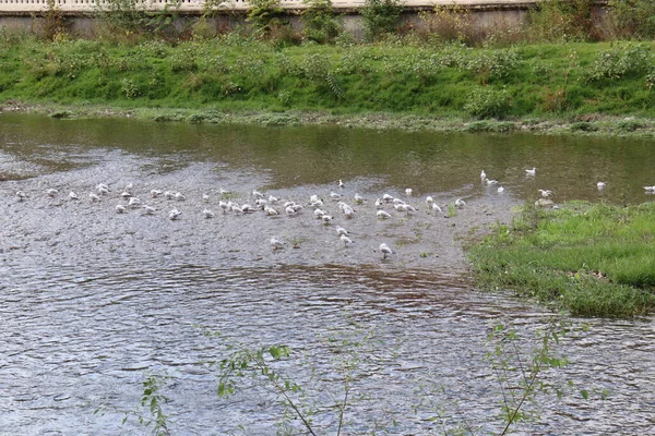 Πτηνά Γλάροι Στο Ποτάμι — Φωτογραφία Αρχείου