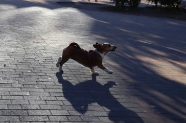 Sokakta oynayan köpekler