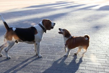 Sokakta oynayan köpekler