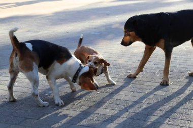 Sokakta oynayan köpekler