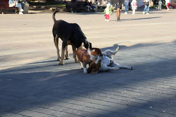 Hunde Spielen Auf Der Straße — Stockfoto