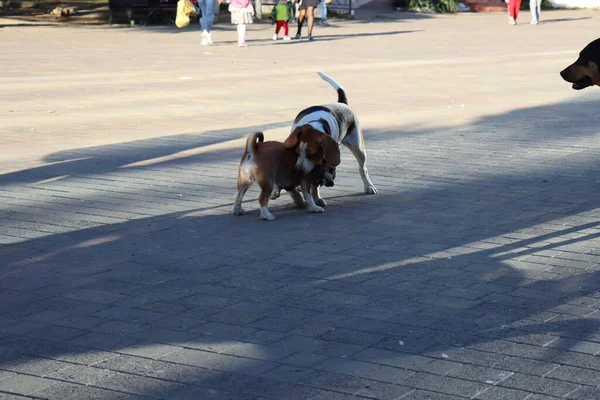 Dogs Playing Street — Stock Photo, Image