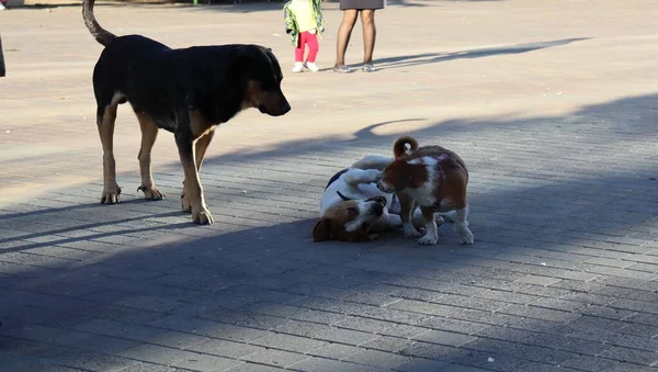 Σκύλοι Που Παίζουν Στο Δρόμο — Φωτογραφία Αρχείου