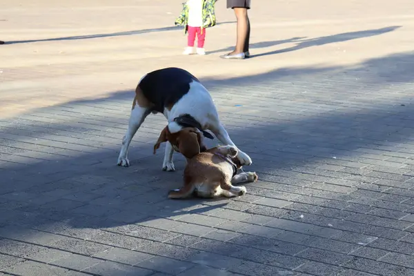 Hunde Spielen Auf Der Straße — Stockfoto