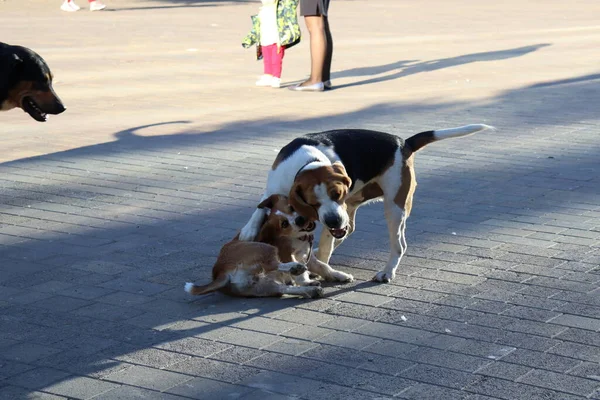 Chiens Jouant Dans Rue — Photo