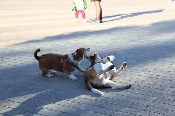 Perros Jugando Calle — Foto de Stock