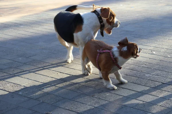 Dogs Playing Street — Stock Photo, Image