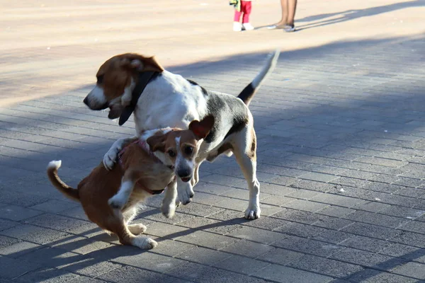 Honden Spelen Straat — Stockfoto