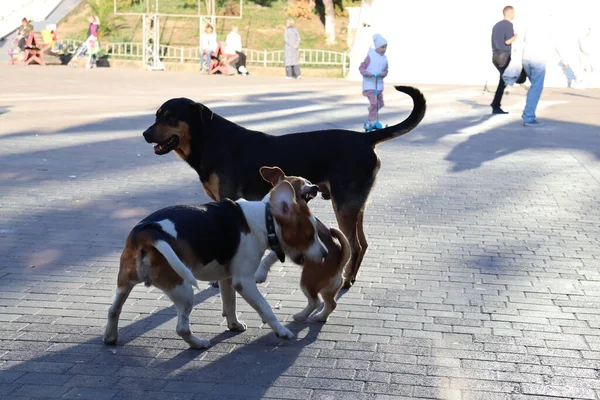 Dogs Playing Street — Stock Photo, Image