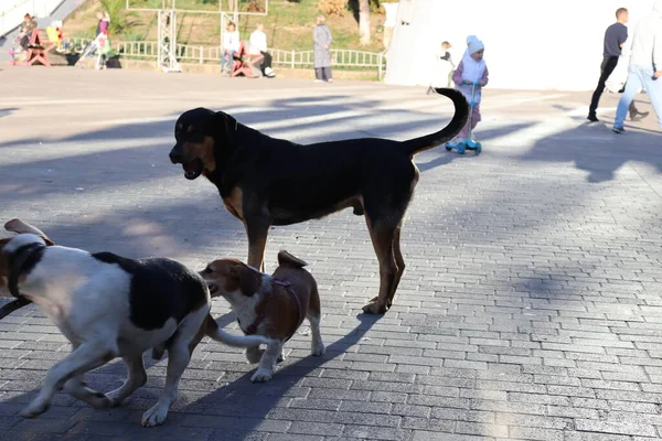 Cães Brincando Rua — Fotografia de Stock