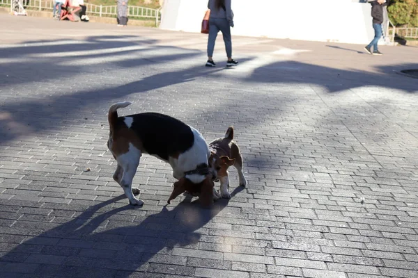 Cães Brincando Rua — Fotografia de Stock