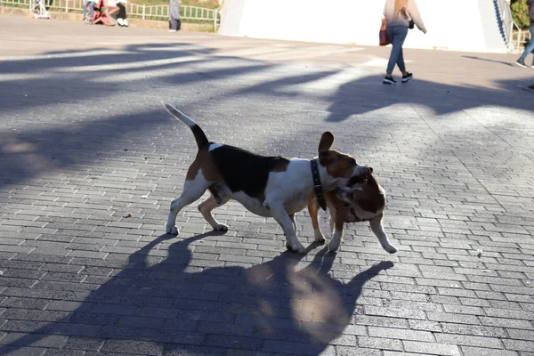 Hunde Spielen Auf Der Straße — Stockfoto