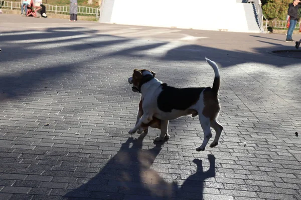Собаки Грають Вулиці — стокове фото
