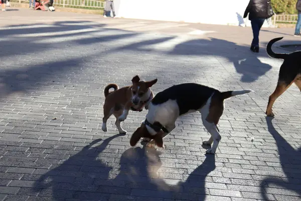 Cani Che Giocano Strada — Foto Stock