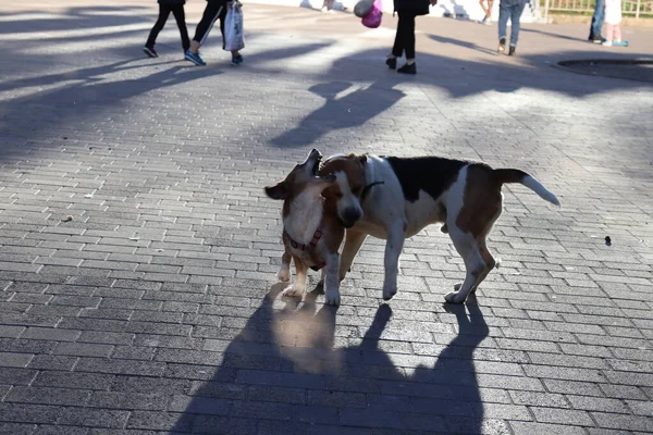 Cães Brincando Rua — Fotografia de Stock