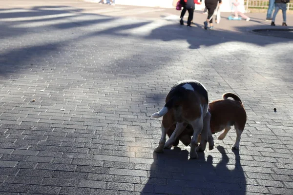 Hunde Spielen Auf Der Straße — Stockfoto