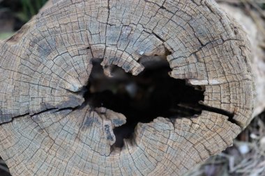 Eski bir ağaç kütüğündeki oyuk.