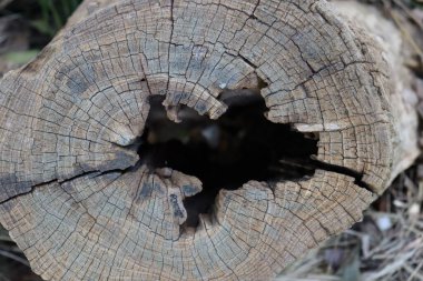 Eski bir ağaç kütüğündeki oyuk.