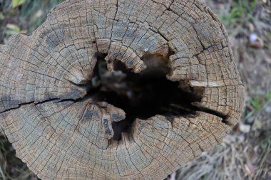 Eski bir ağaç kütüğündeki oyuk.