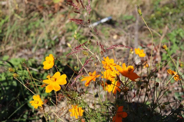 Orange Flowers Bees Garden — Stock Photo, Image