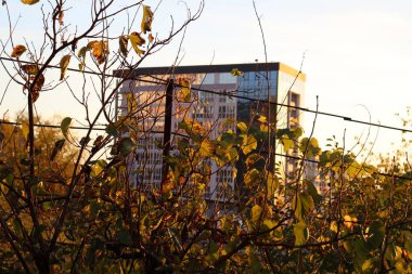 Çimlerde gün batımı