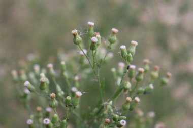 Beyazlı yeşil çalı