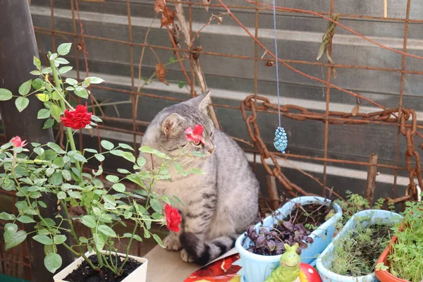 Graue Katze Sitzt Garten — Stockfoto