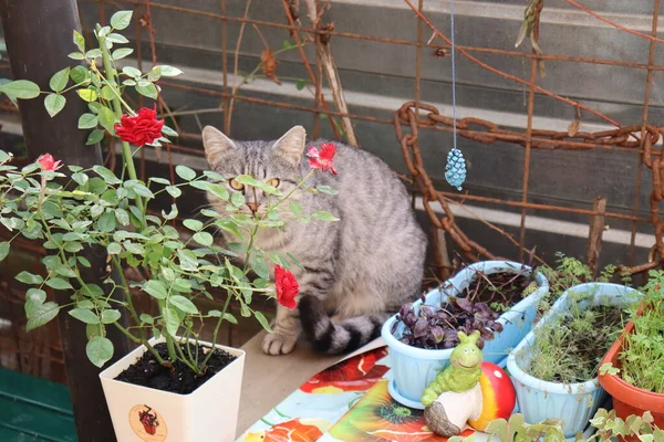 Gato Cinzento Sentado Jardim — Fotografia de Stock