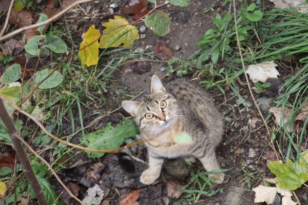 정원에 고양이 — 스톡 사진