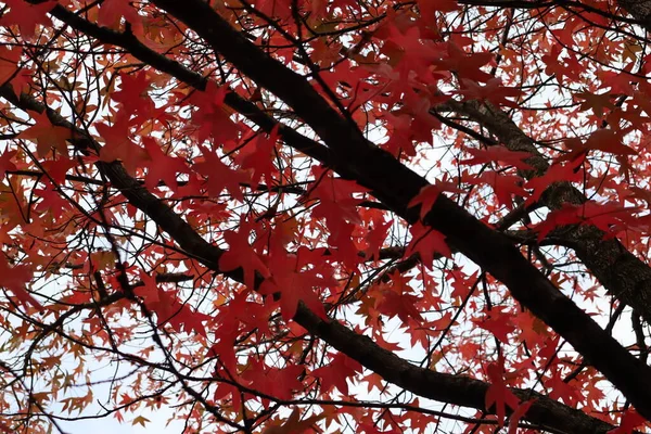 Красные Осенние Листья Дереве — стоковое фото