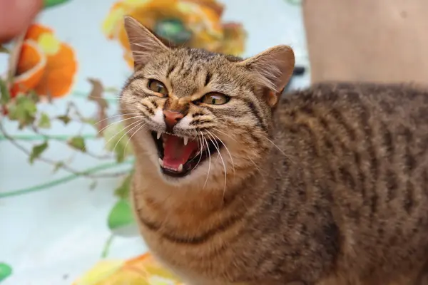 Cat Table — Stock Photo, Image