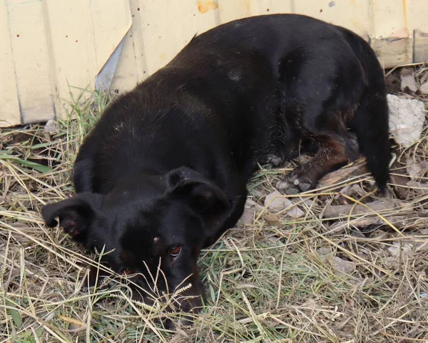 Лежащая Чёрная Собака Умными Глазами — стоковое фото