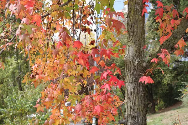 Feuilles Automne Sur Arbre — Photo