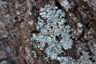 Ağaç kabuğu.