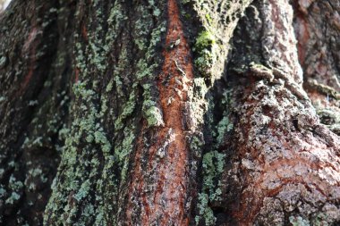 Yeşil yosunlu ağaç kabuğu