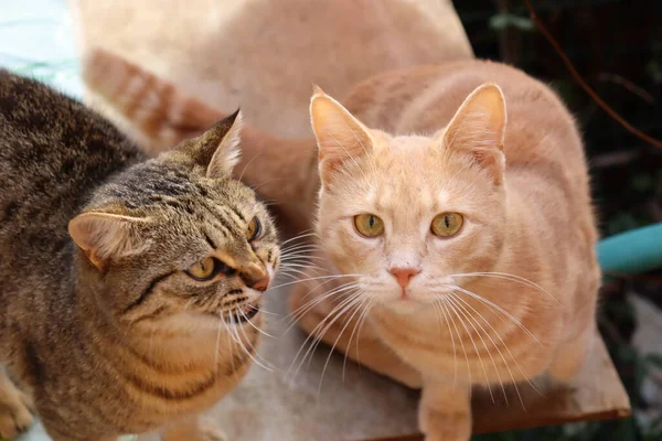 Macskák Játszanak Kertben — Stock Fotó