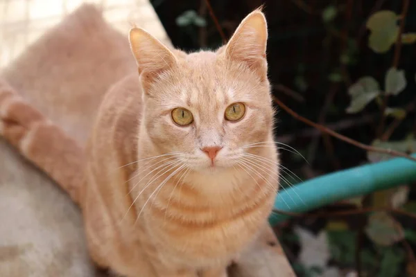 Gatti Che Giocano Giardino — Foto Stock