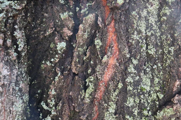 緑の苔の木の樹皮 — ストック写真