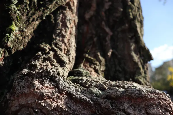 緑の苔の木の樹皮 — ストック写真