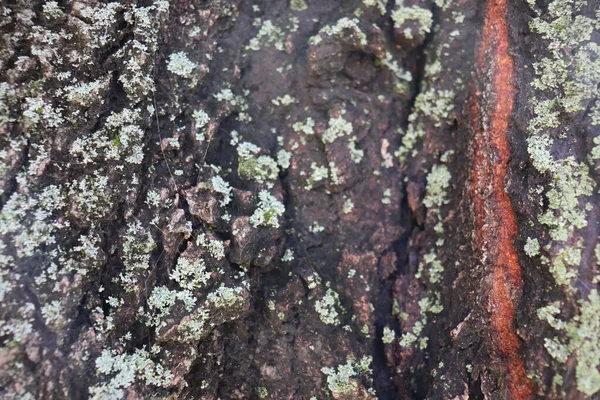 Casca Árvore Com Musgo Verde — Fotografia de Stock