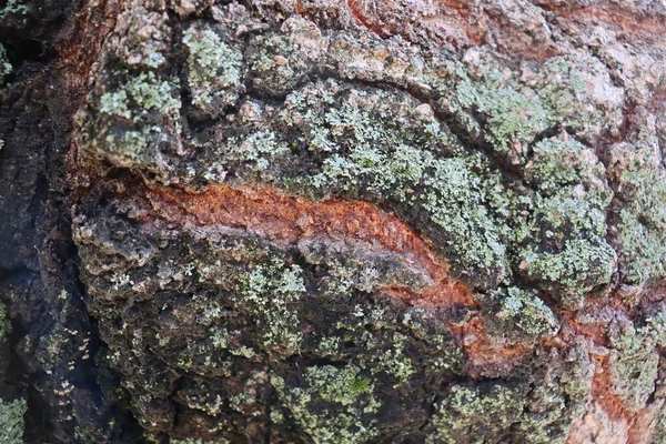Kora Drzewa Zielonym Mchem — Zdjęcie stockowe